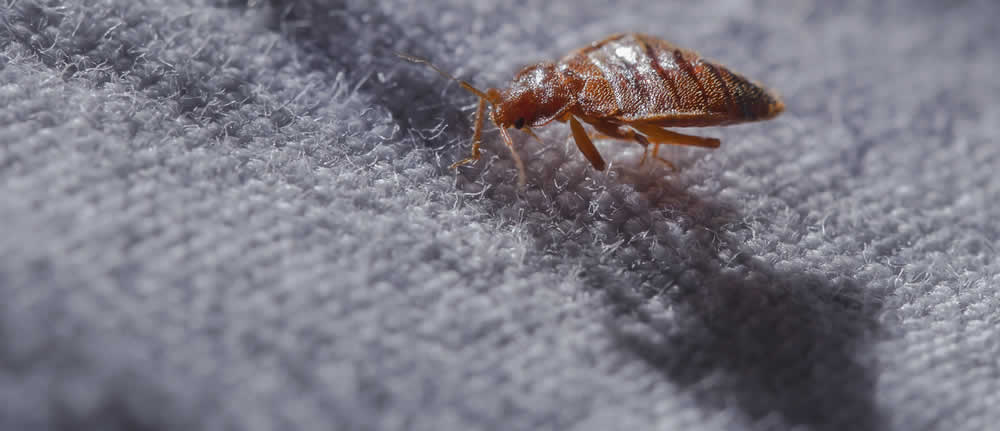 Housse Anti-punaise de lit : La protection des matelas contre les punaises  de lit