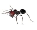 Eradiquer les fourmis