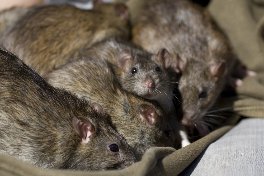 L’invasion des rongeurs en hiver : rats et souris