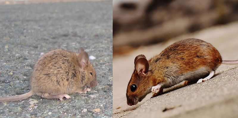 Choisir son appât anti-rongeurs contre les rats et les souris