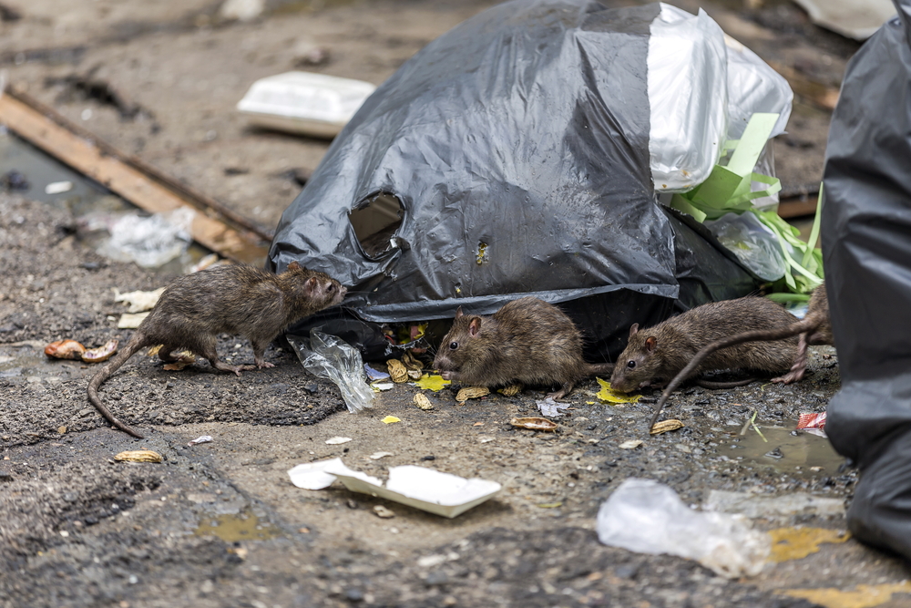 Rats de ville poubelle