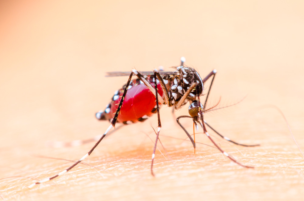 Moustique tigre aedes albopictus