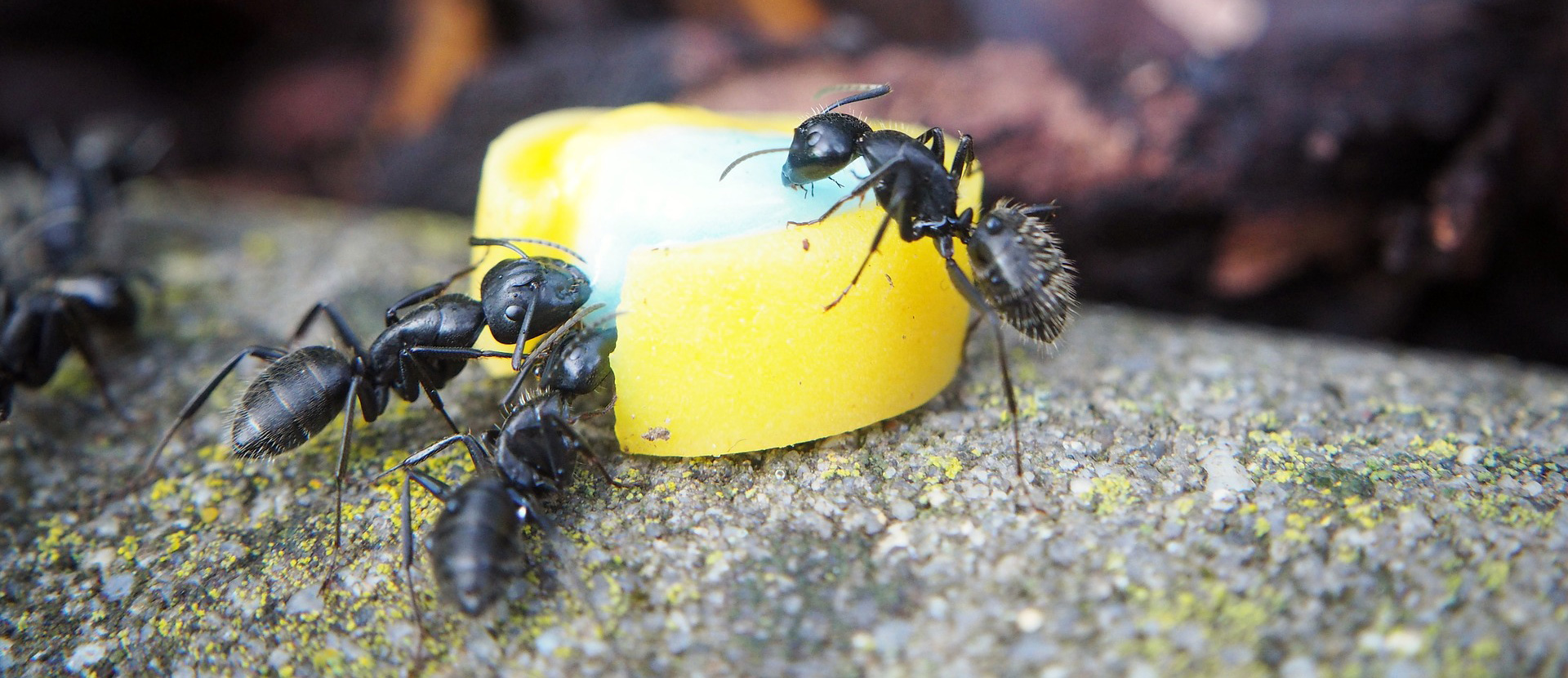 Les traitements et moyens préventifs contre les fourmis