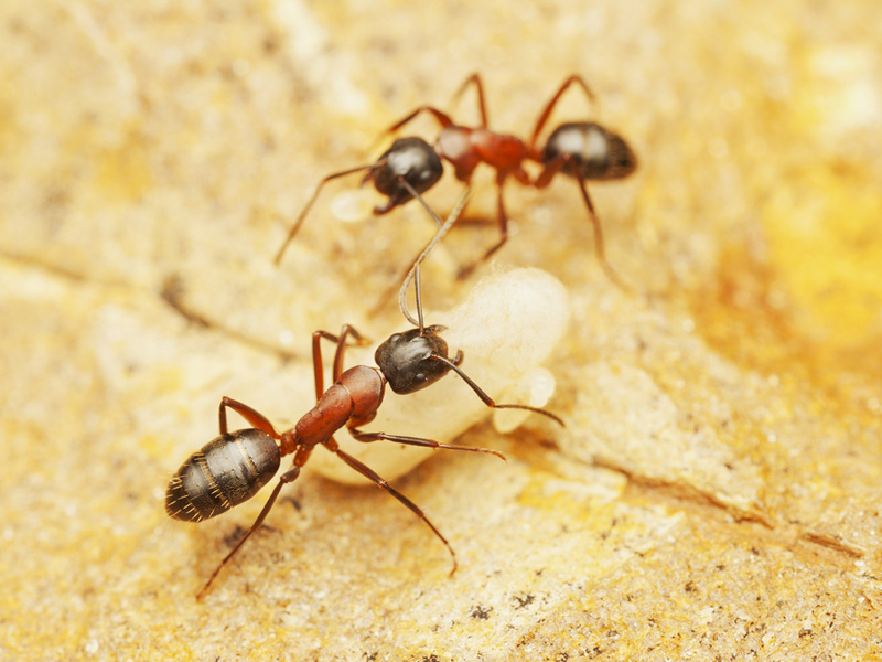 De la démocratie chez les fourmis charpentières