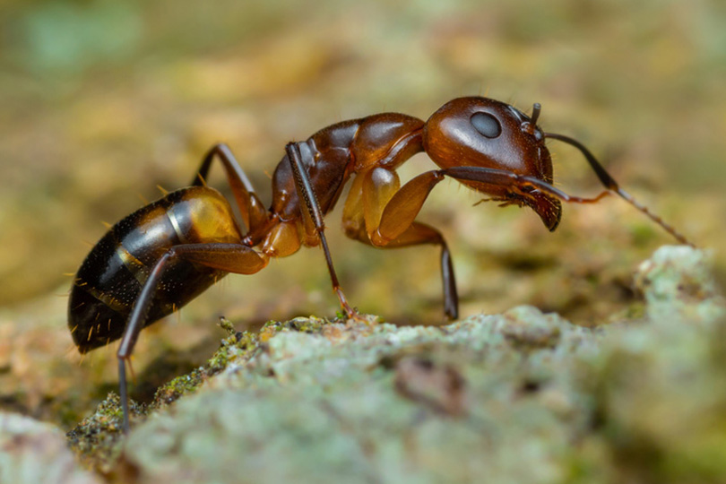 Aérosol terre de diatomée anti-cafards punaises fourmis