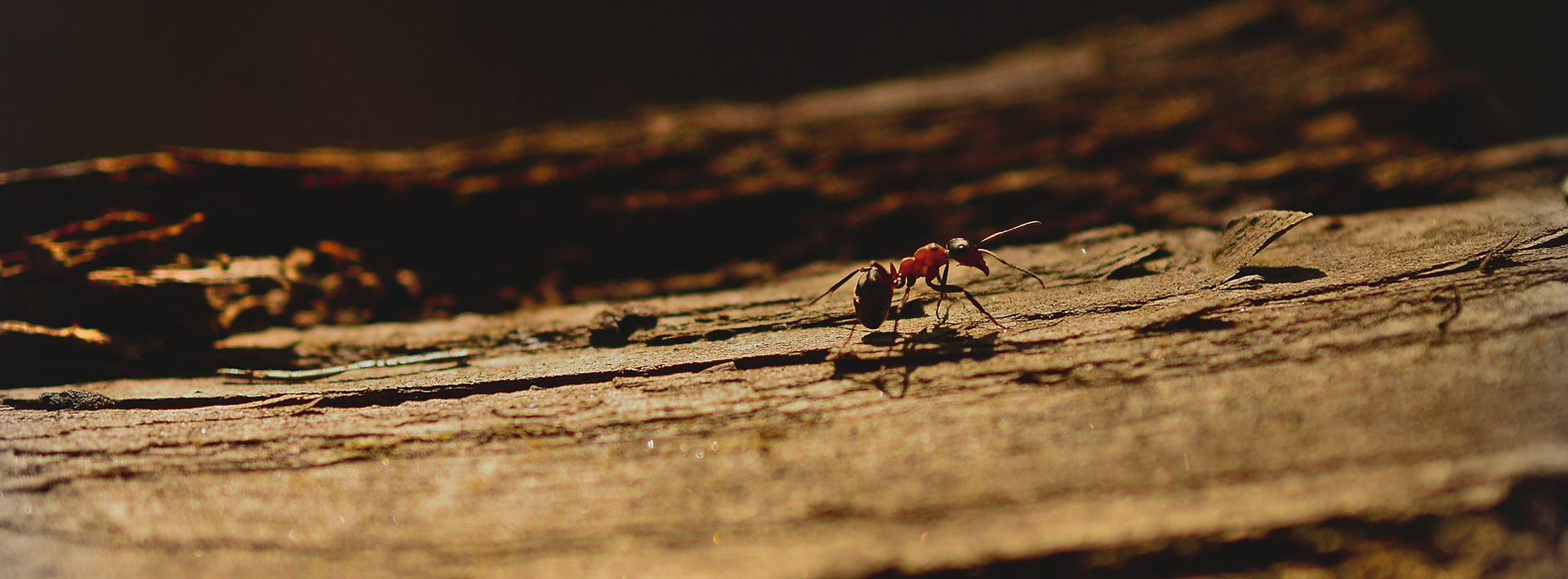 Les problèmes provoqués par les fourmis