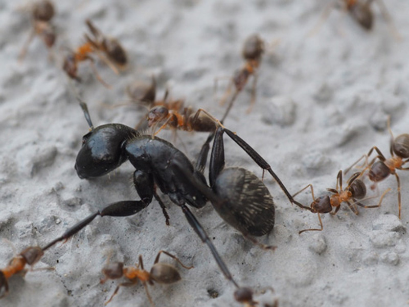 Traiter les fourmis à l'intérieur des bâtiments