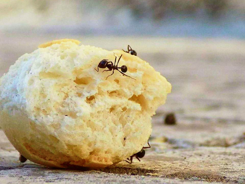 Eliminer les fourmis à l'intérieur des habitations