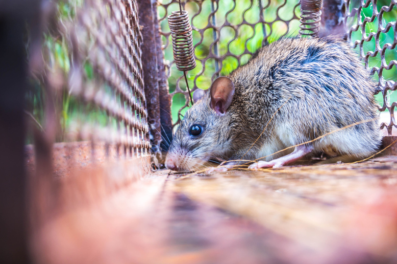 Cage à souris - Piège à Rats Professionnel-Piège à Souris Pour