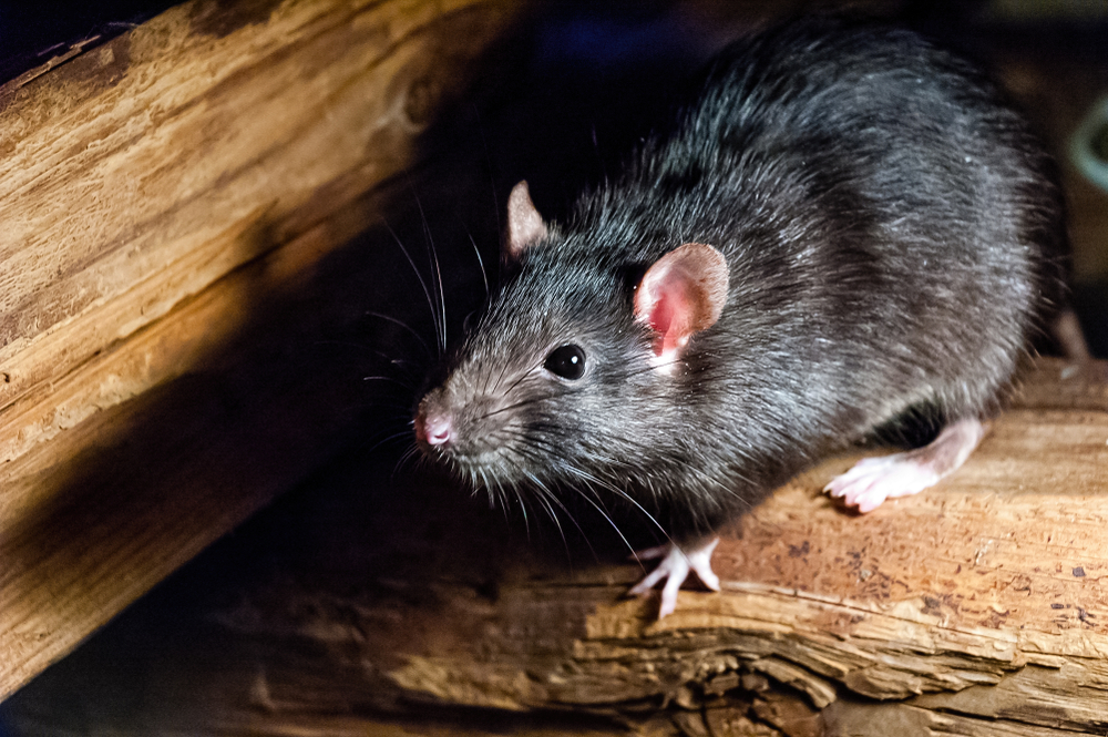 Photos de rongeurs et nuisibles - Identification et dégâts